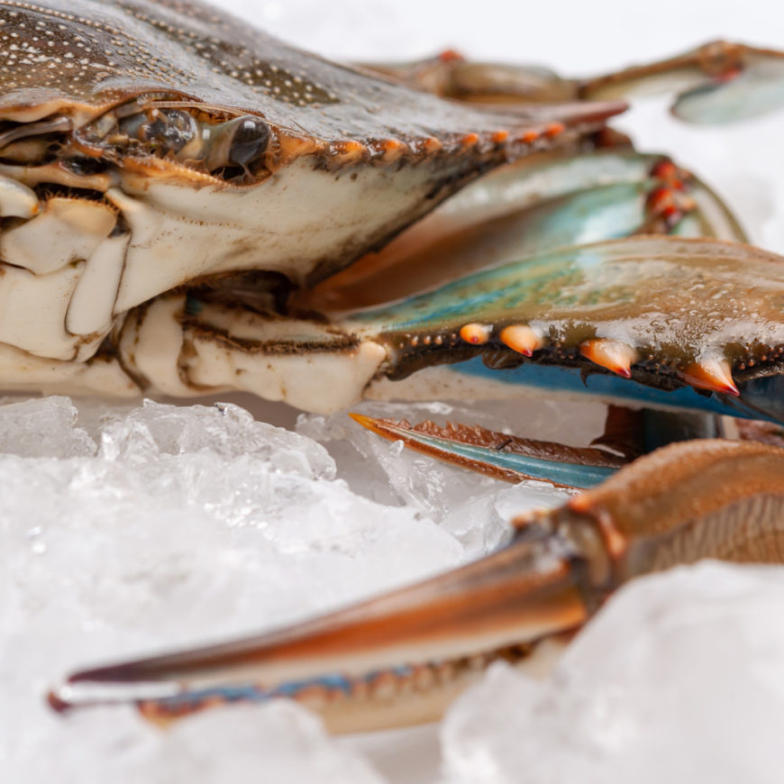 aaseafoods ltd crab spider crab supplier in ireland europe england