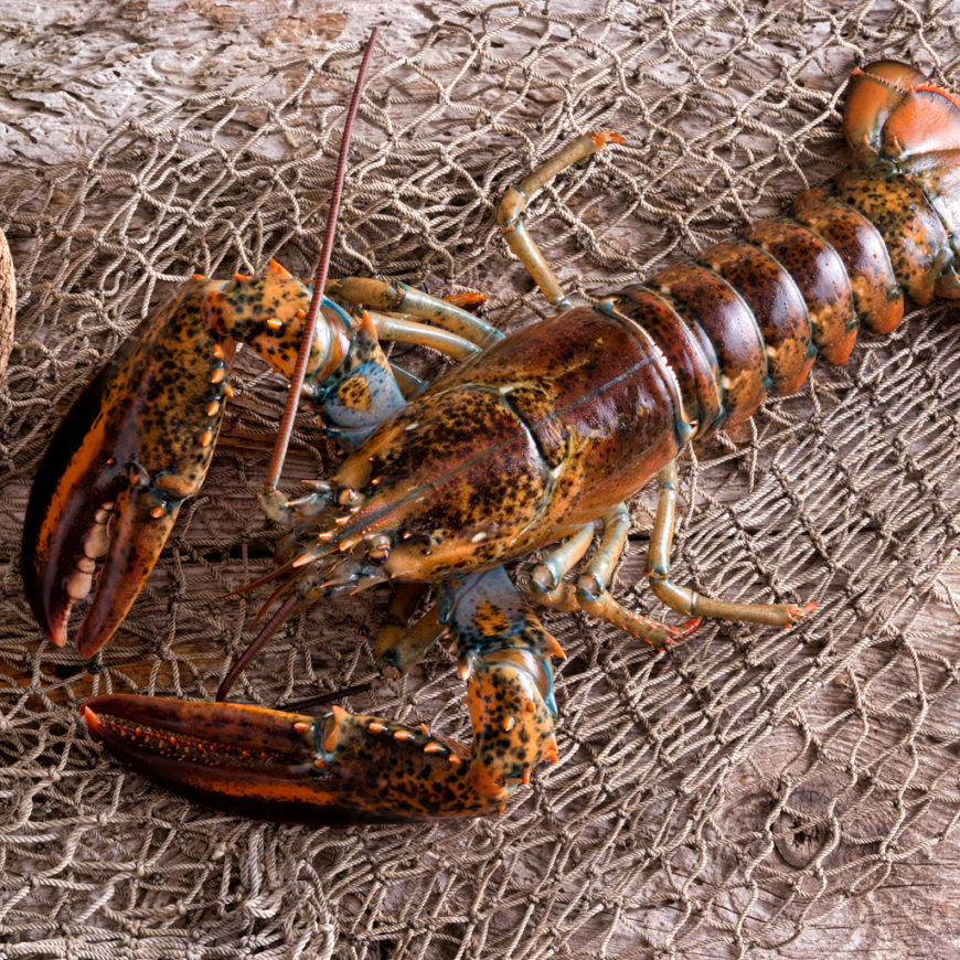 aaseafoods ltd lobsters supplier in ireland europe england