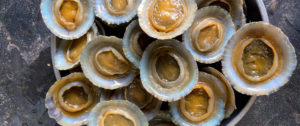 aaseafoods ltd limpets supplier in ireland europe england