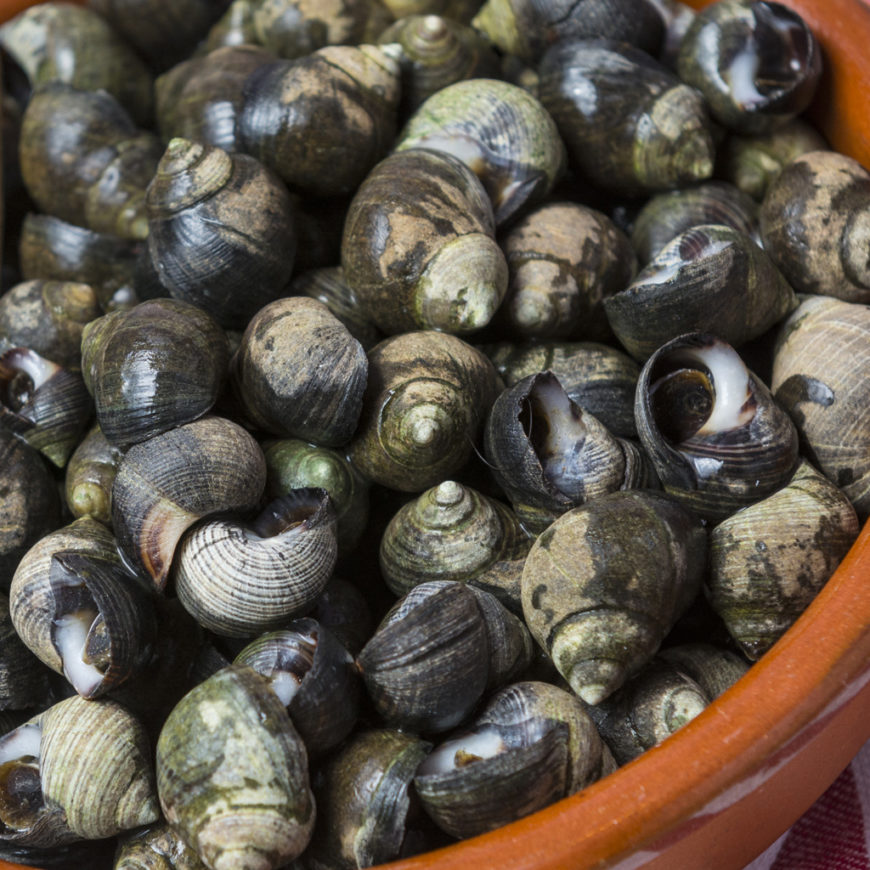 aaseafoods ltd winkles supplier in ireland europe england